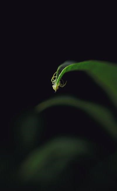 pexels-photo-10683059